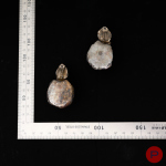 D & D- PAIRE DE BOUCLES D'OREILLES