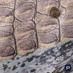 ROBERTO CAVALLI - 2000'S - PANTALON