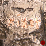 CHRISTIANE BILLET- COLLIER