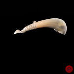 ALINA ALAMOREAN - 2018- COLLIER